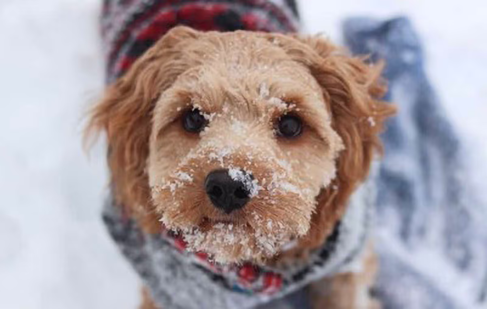 winterize_2000_dog_dc723b29b8